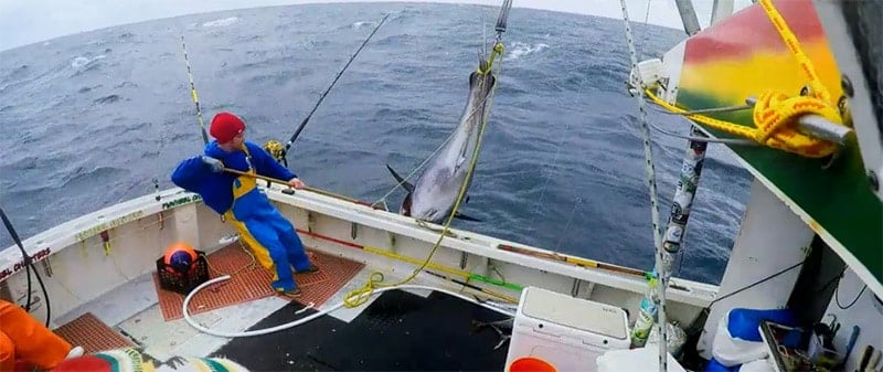 Large Tuna caught