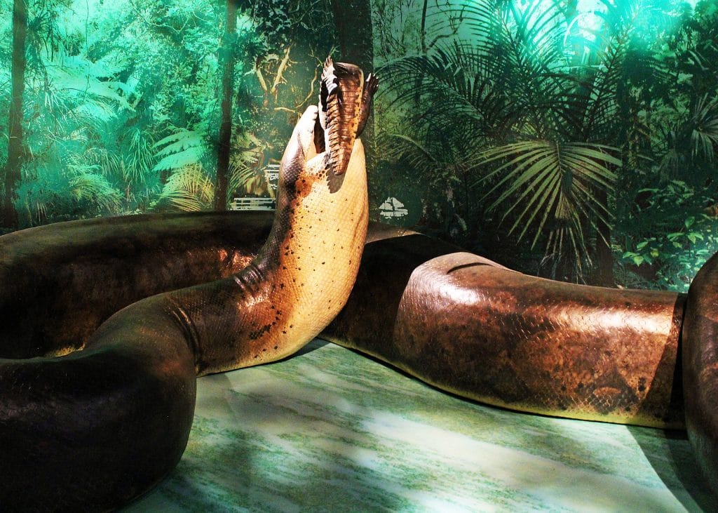 Titanoboa model, a 43-foot snake that existed millions of years ago
