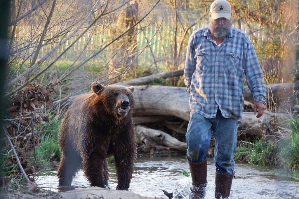 Project Grizzly, Jeff with one of the bears walk on a creek bed