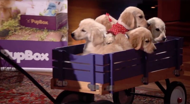 The puppies get wheeled in for the PupBox presentation on Shark Tank