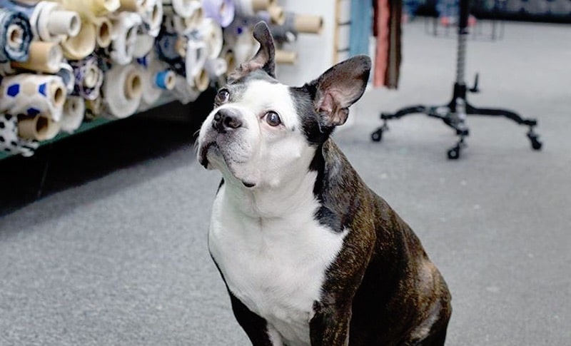 Project Runway star Swatch standing to attention at Mood Fabrics