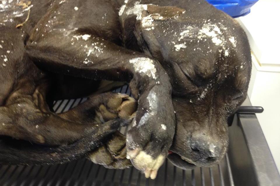 The dog which was found frozen to death after being left outside in the cold