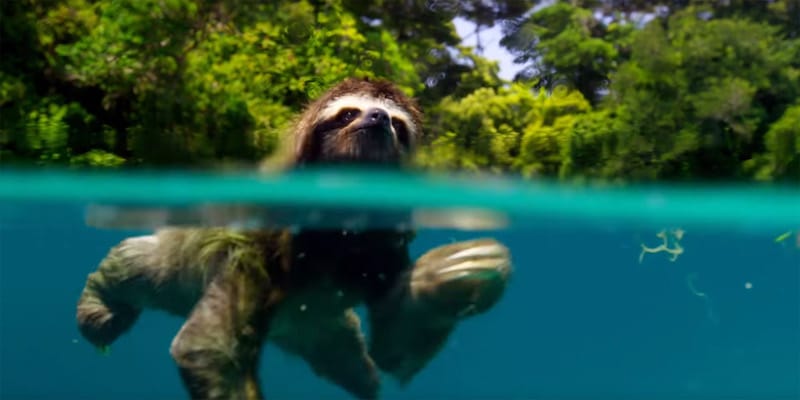 A pygmy three-toed sloth swimming in remarkable footage from Planet Earth II