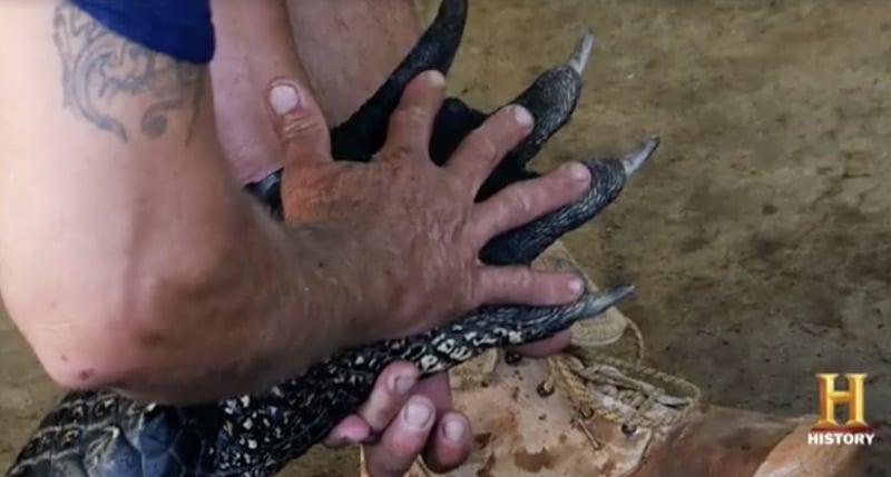 Alligator hand and a man's hand on Swamp People