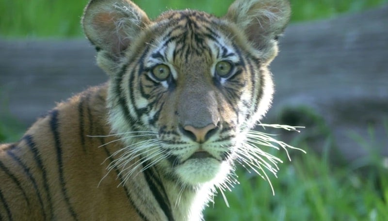 One of the tiger cubs featured in the first episode of The Zoo. Picture: Bronx Zoo