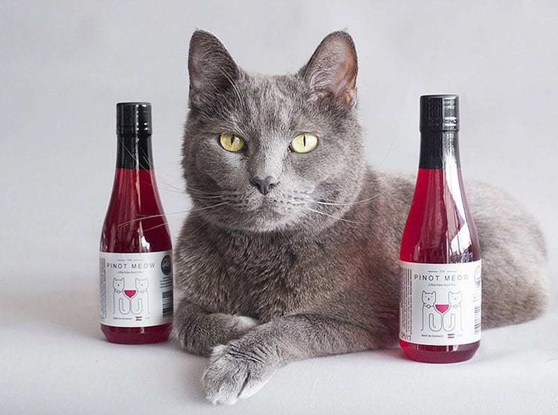 Pinot Meow! Where to buy Apollo Peak wine for cats and dogs from Shark Tank