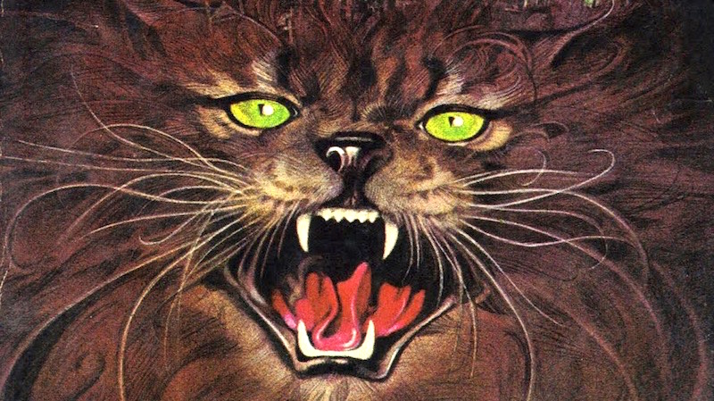 Cat on first edition cover of Pet Sematary by Stephen King