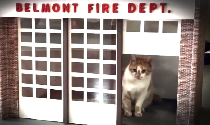 Flame the cat in mini fire station