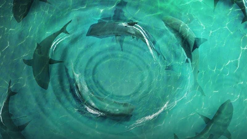 Sharks swimming in a circle