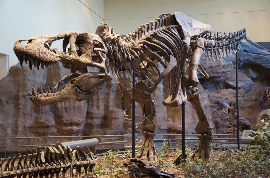 Tyrannosaurus Rex reassembled fossil