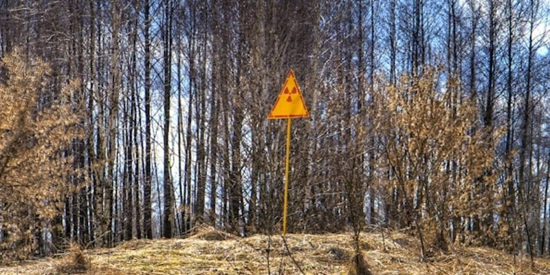 Chernobyl's red forest, where the pines died soon after the accident
