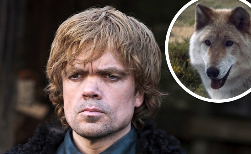 Peter Dinklage as Tyrion Lannister and a direwolf