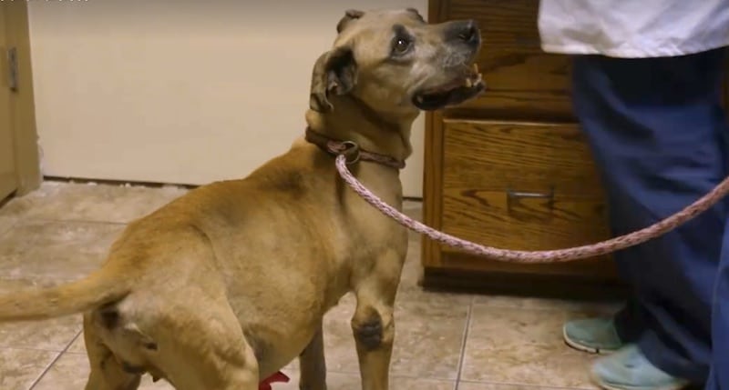 Gun the dog in a vet's surgery on Pit Bulls & Parolees
