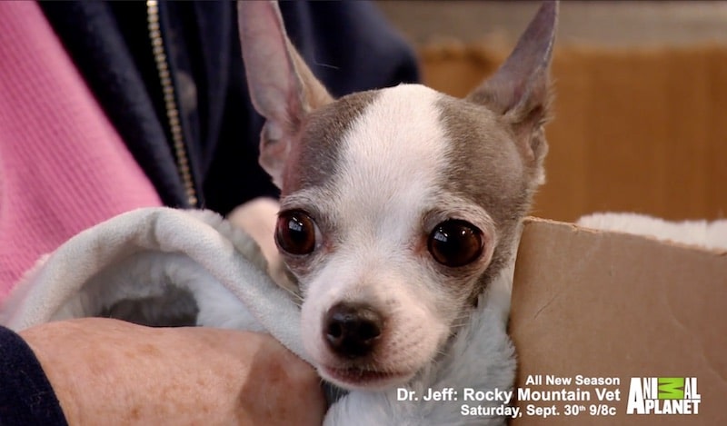 Chihuahua Lucy on Dr Jeff: Rocky Mountain Vet