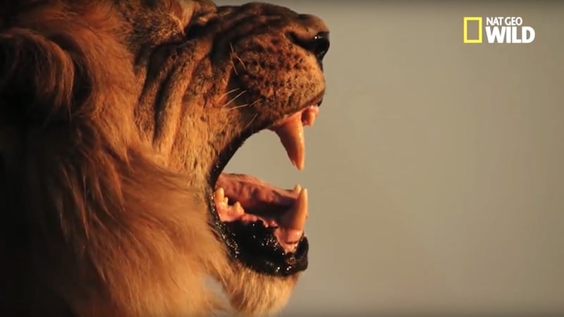 Sekekama the lion on Nat Geo's Savage Kingdom