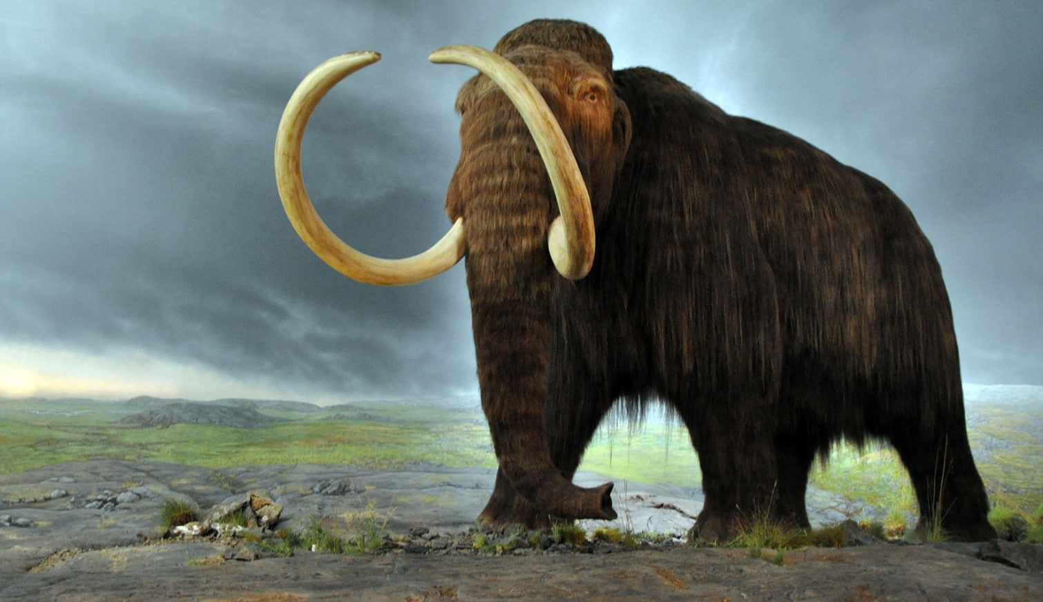 Woolly Mammoth