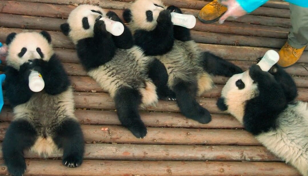 Baby pandas drinking milk from bottles