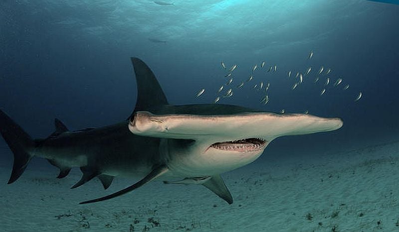 Look at all the cool partners for Shark Week- send us those cupcakes!