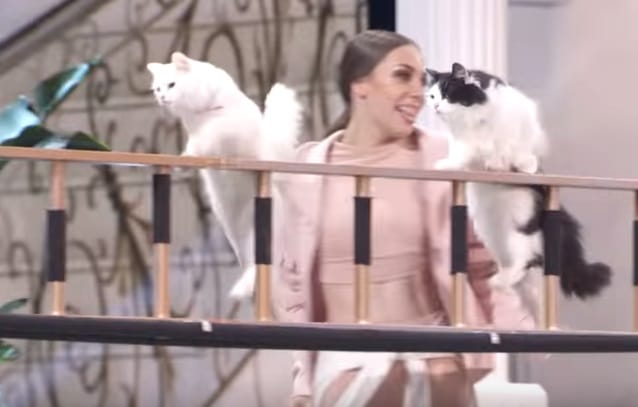 The Savitsky Cats on America's Got Talent