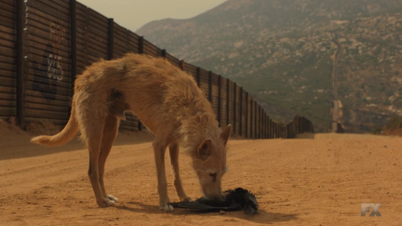 Still image of the stray dog from Mayans M.C. Perro/Oc