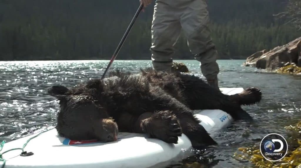 The black bear didn't stand a chance with Atz Kilcher and a loaded gun. Pic credit: Discovery