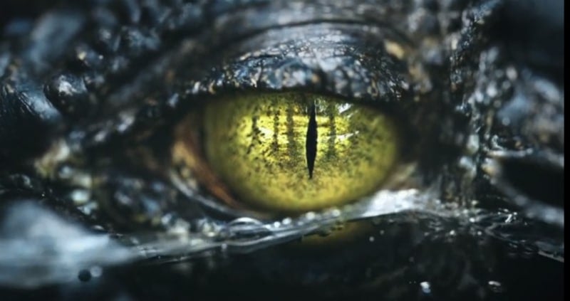 The eye of the alligator from the Swamp People prpmo