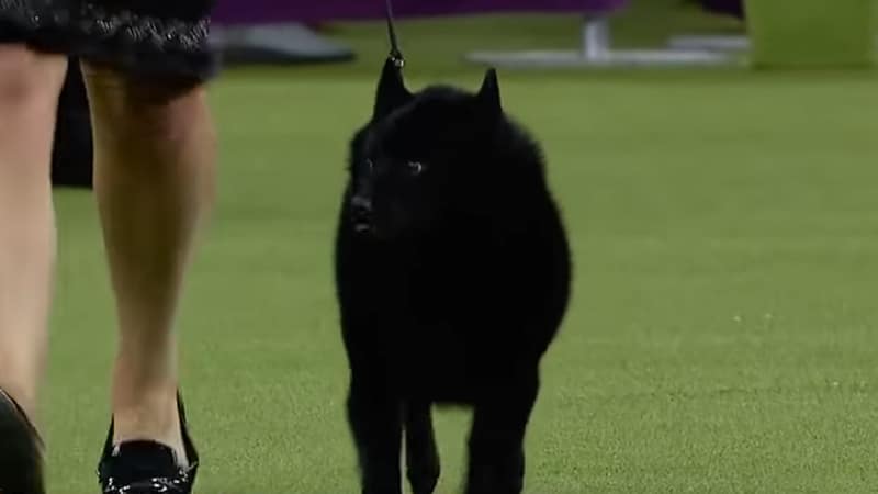 what happened to the schipperke at westminster