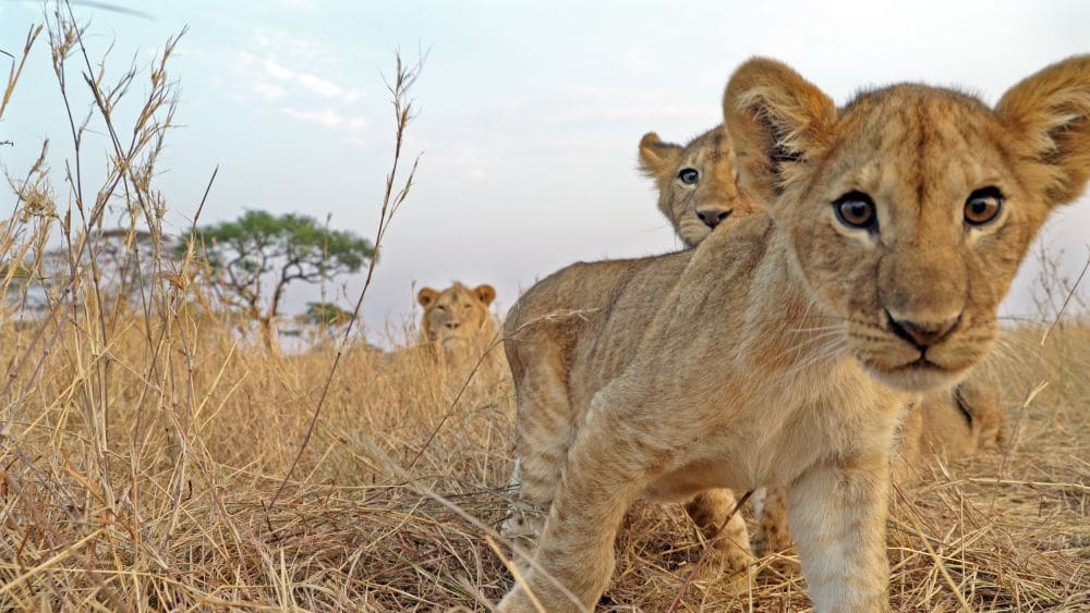 At risk or at play? Lion cubs looking to camera
