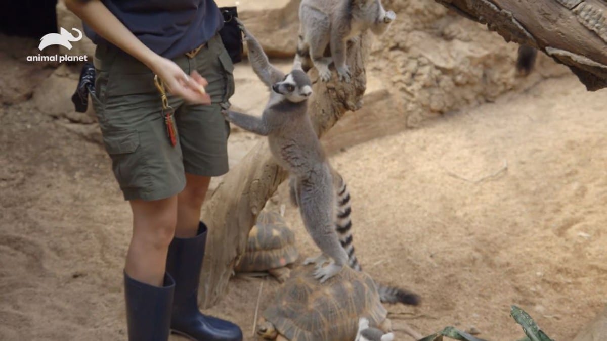 Cheeky lemurs pick the pockets of their handler as they step on tortoises to get their treat. Pic credit: Animal Planet