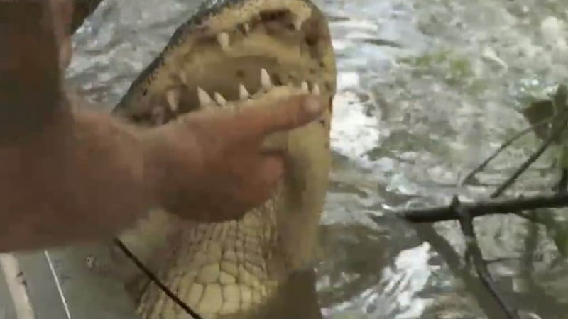 Swamp People recap: Sasquatch eludes, Big Head Junior nabbed and Joey takes the win with Bulldozer