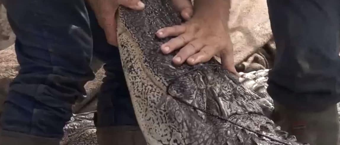 Swamp People recap: One pirogue, a Mamou dinosaur and Joey Edgar has a new partner