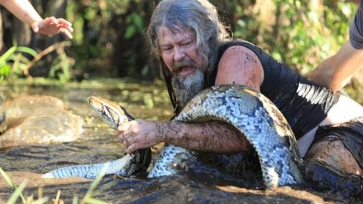 Dusty in action in the Everglades wrangling a python