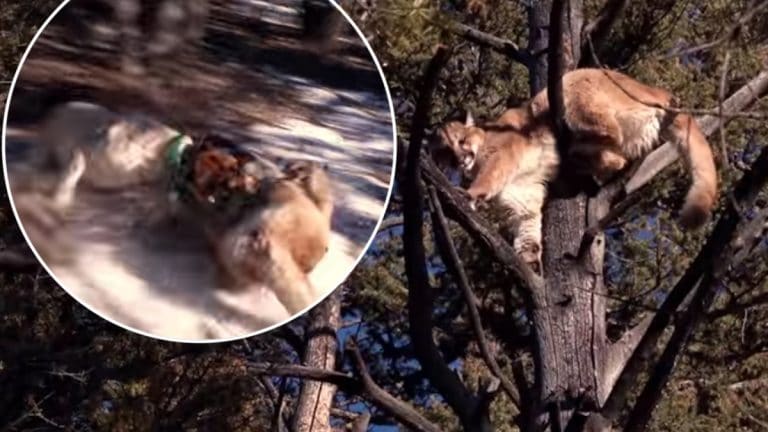 The cougar and dog fight on Mountain Men