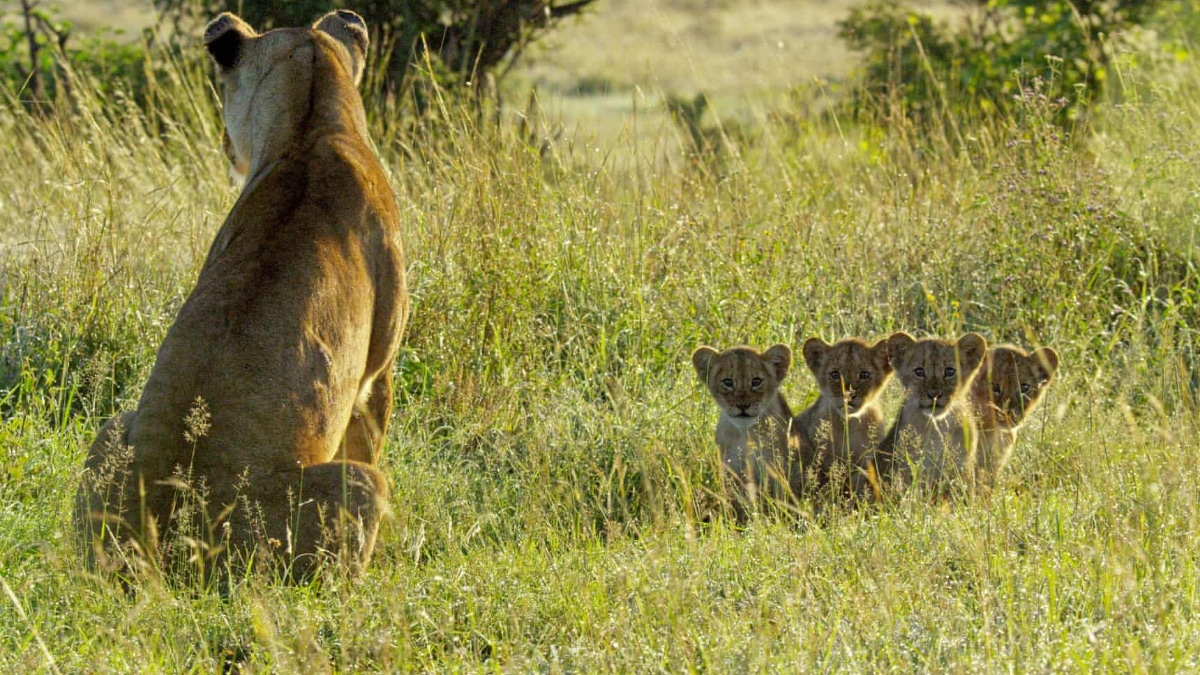 Kali must risk everything to keep her four cubs alive. Pic credit: Discovery/John Downer