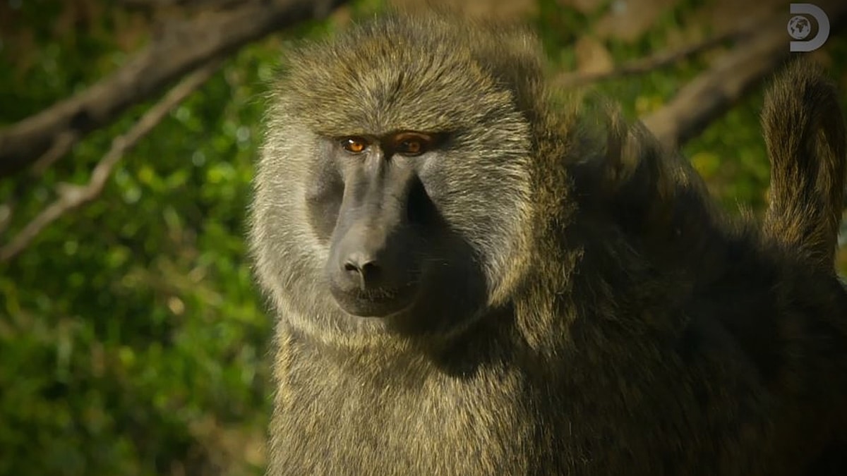 Bakari has a homecoming of sorts and all seems well until the baboons are faced with a leopard on the prowl.Pic credit: Discovery