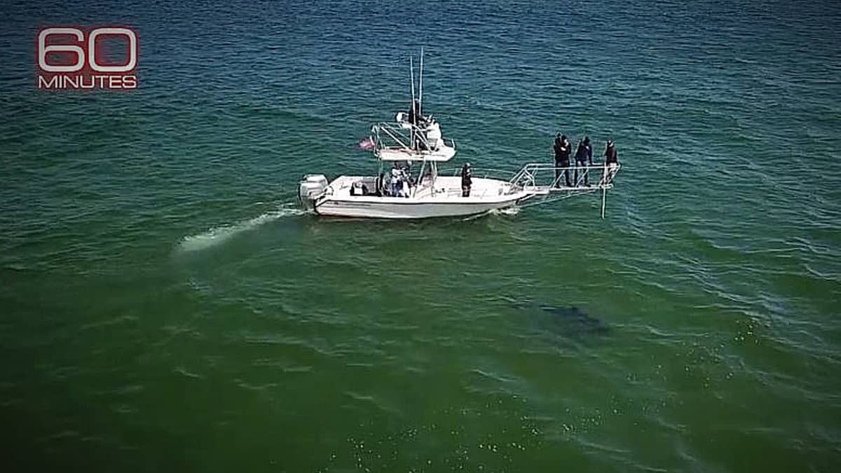 What you cannot see is how close the shoreline is, as this 11 foot shark is just 10 feet from the sandy edge. Pic credit: CBS