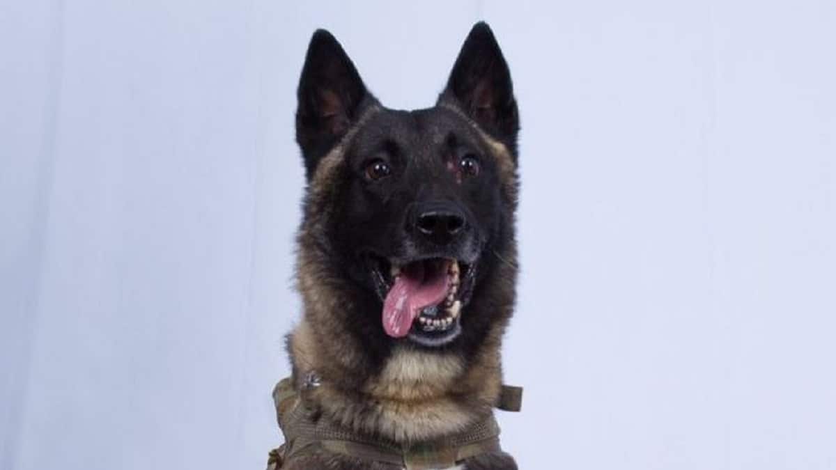 The Belgian Malinois dog in the Syria raid