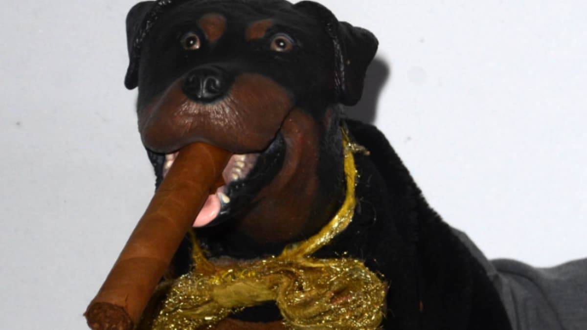 Who is Triumph the Insult Comic Dog on Masked Singer?