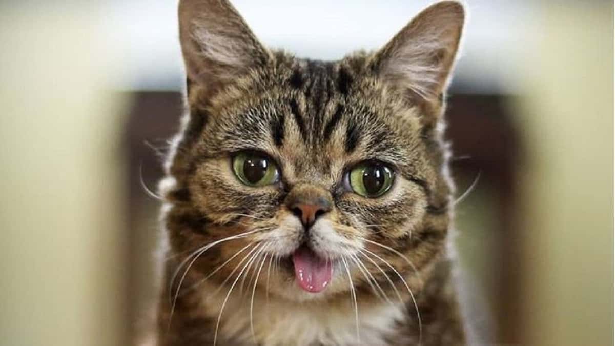 Lil Bub, Internet feline sensation