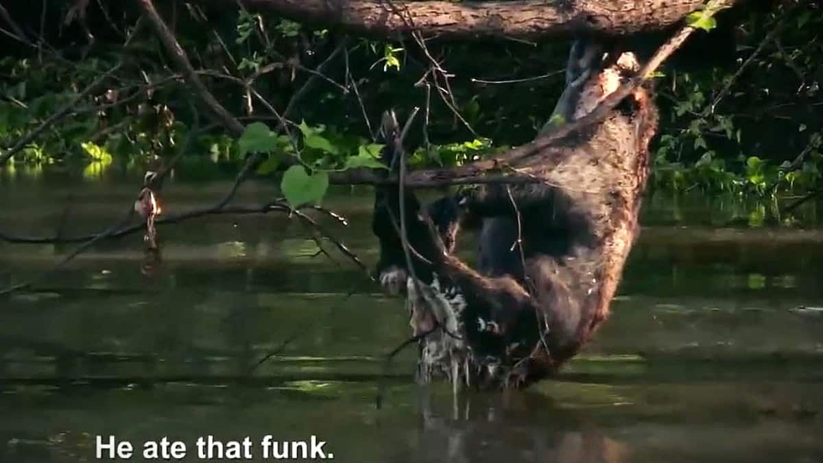 Exhibit "A" as Joey and Zak bring the funk to the bayou, you can literally smell them a mile away. Pic credit: History.