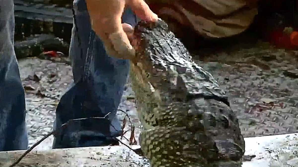 In a flash, this nearly dead gator snapped and bit Ronnie Adams and it was gnarly! Pic credit: History.