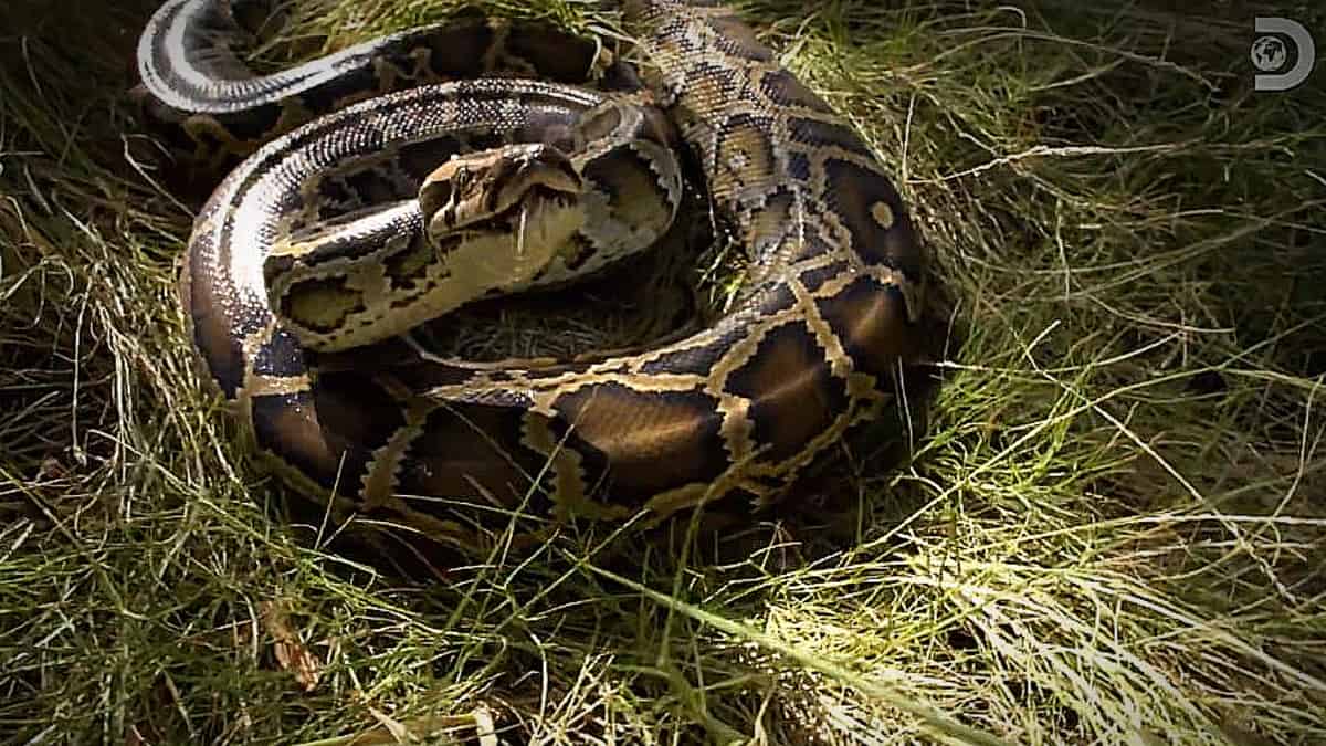 Our python friend after he bit Dusty Crum not once but twice, his days are numbered. Pic credit; Discovery.