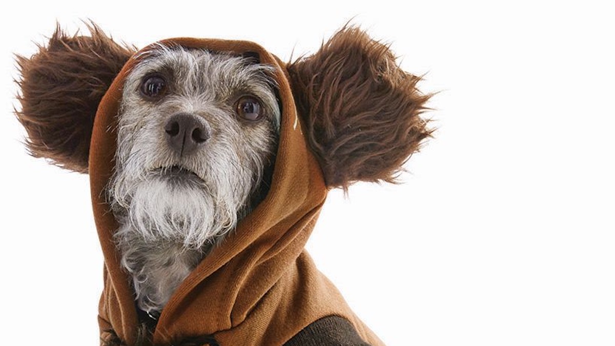 Star Wars dog apparel
