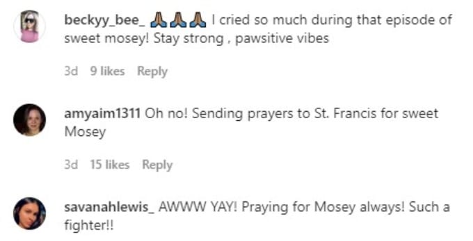 Fans share prayers for Mosey.